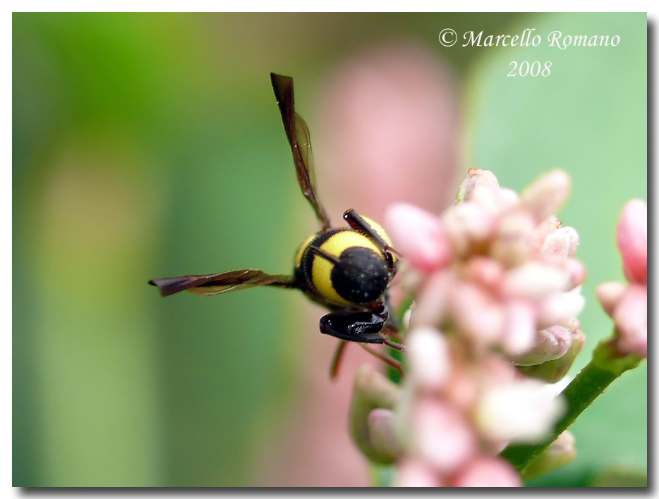 Dall''acropoli selinuntina: 1. Leucospis brevicauda